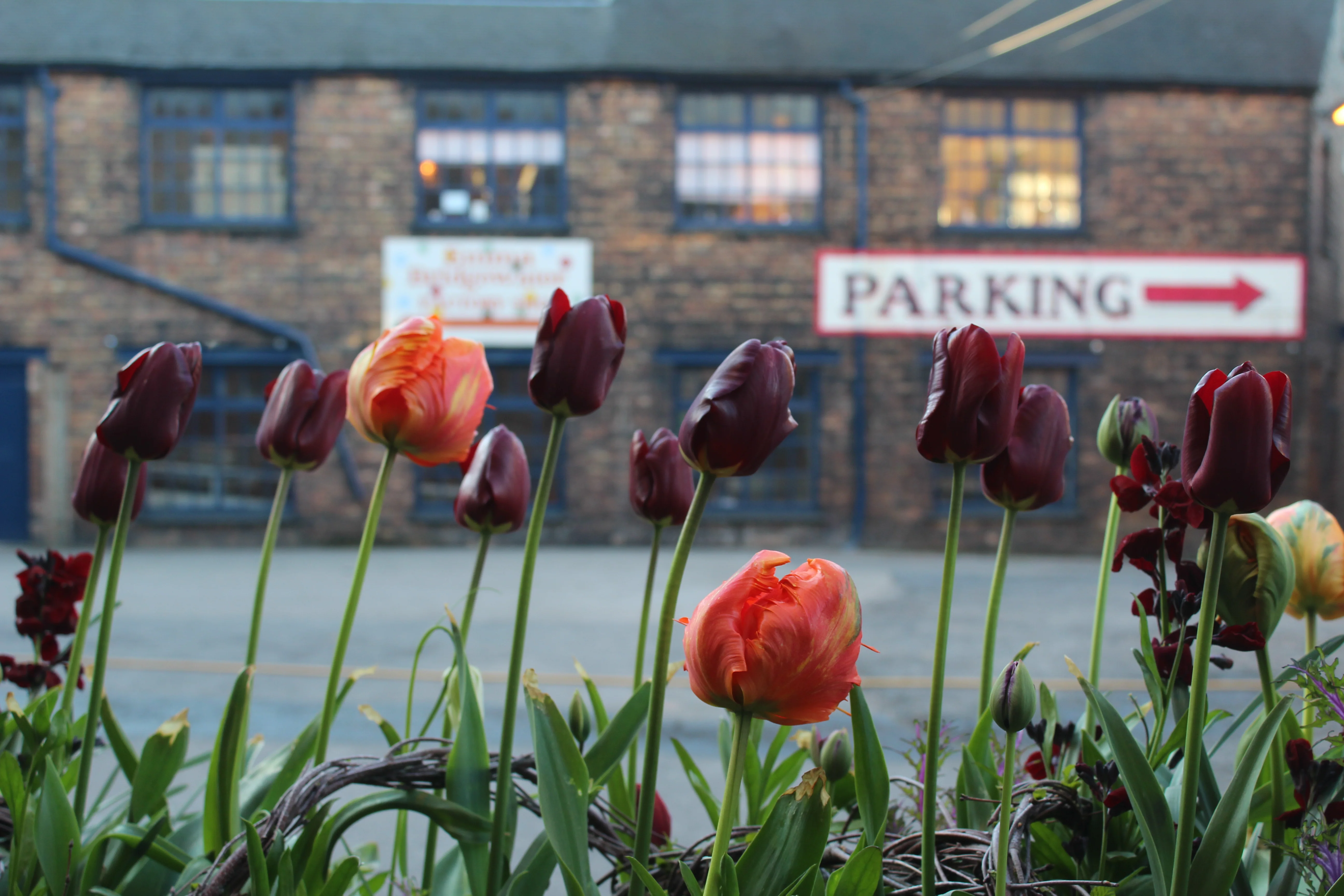 Arthur Parkinson's Tulip & Cutting Garden Masterclass - Image 4